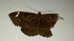 Erebus hieroglyphica