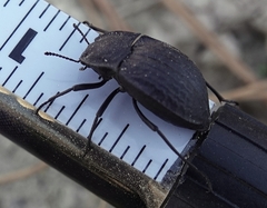 Philolithus sordidus