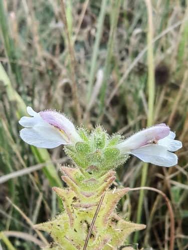 Mediterranean lineseed