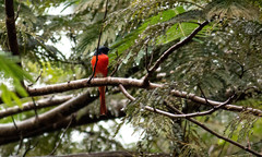 Pericrocotus ethologus