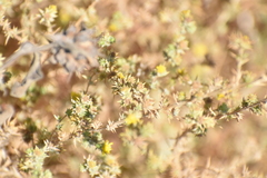Acmispon argophyllus