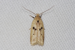 Scythropiodes issikii