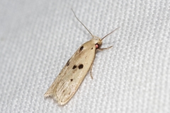 Scythropiodes issikii