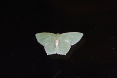 Hemithea tritonaria