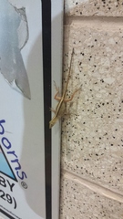 Anolis sagrei