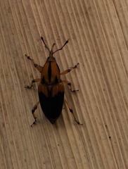 Metamasius sericeus