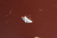 Palpita nigropunctalis