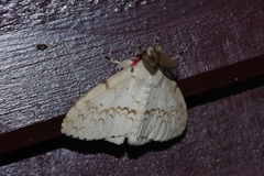Lymantria xylina