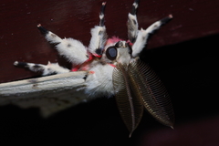 Lymantria xylina