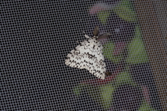 Lymantria minomonis