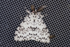 Lymantria minomonis