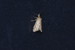 Microchilo inexpectellus