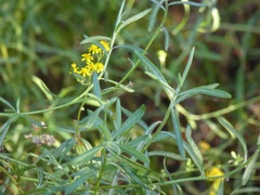 Senecio linearifolius linearifolius