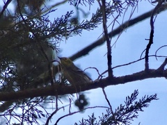 Setophaga townsendi × occidentalis
