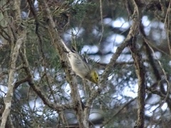 Setophaga townsendi × occidentalis
