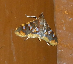 Prophantis