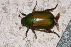 Anomala albopilosa