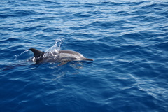 Stenella longirostris