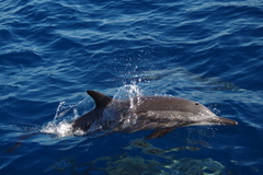 Stenella longirostris