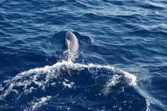 Stenella longirostris