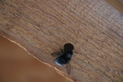 Xylocopa