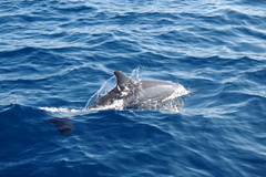 Stenella longirostris