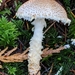 Lepiota - Photo (c) Sharon Squazzo, some rights reserved (CC BY), uploaded by Sharon Squazzo