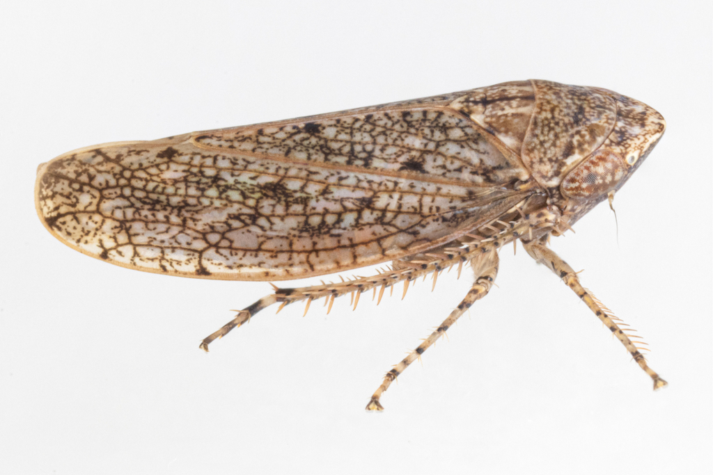 Paraphlepsius quadratus