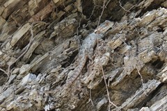 Sceloporus torquatus binocularis