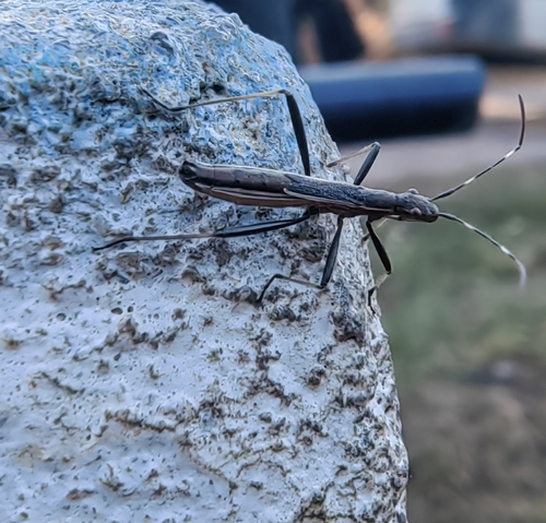 Micrelytra fossularum
