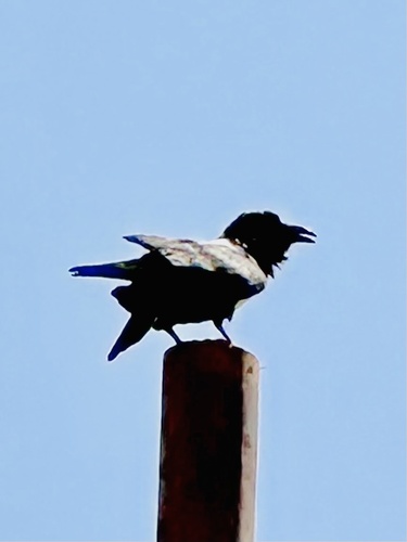 Pied Crow