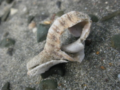 Ranella australasia