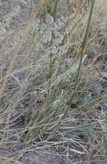 Andropogon hallii