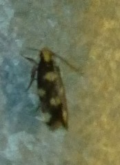 Limnaecia tetraplanetis