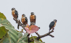Microhierax caerulescens