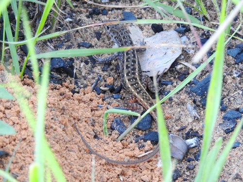 Common Rough-scaled Lizard
