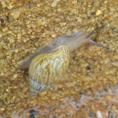 Rabdotus dealbatus