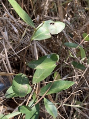 Salacia kraussii image