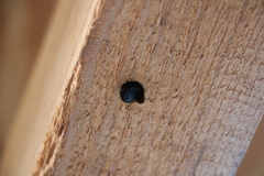 Xylocopa