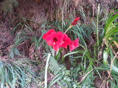 Hippeastrum