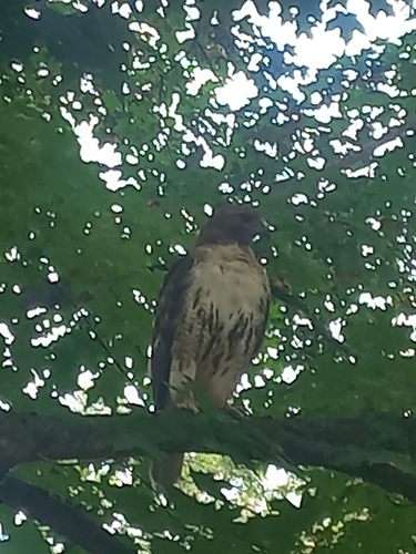 Red-tailed Hawk