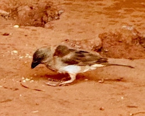 Northern Grey-headed Sparrow