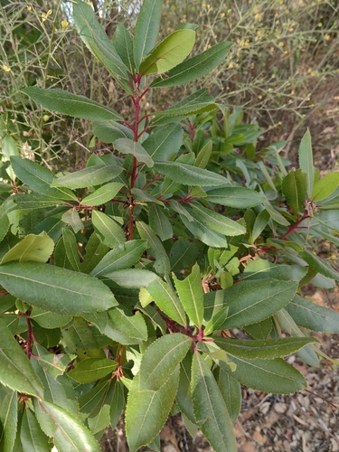 strawberry tree