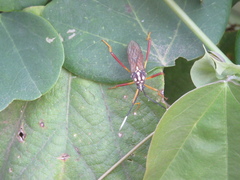 Holhymenia histrio