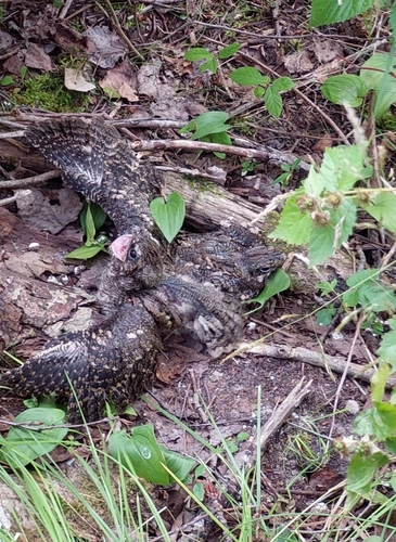 Eurasian Nightjar