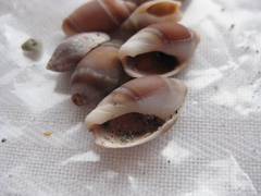 Amalda depressa