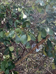 Coptosperma littorale