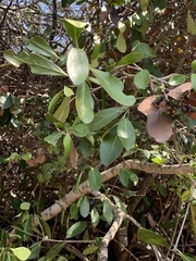 Coptosperma littorale