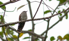 Chrysococcyx xanthorhynchus