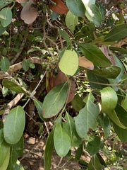 Coptosperma littorale